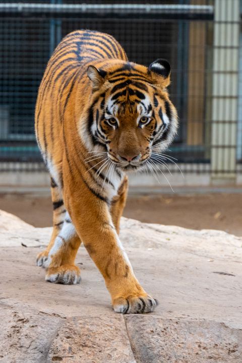 DSC 0993